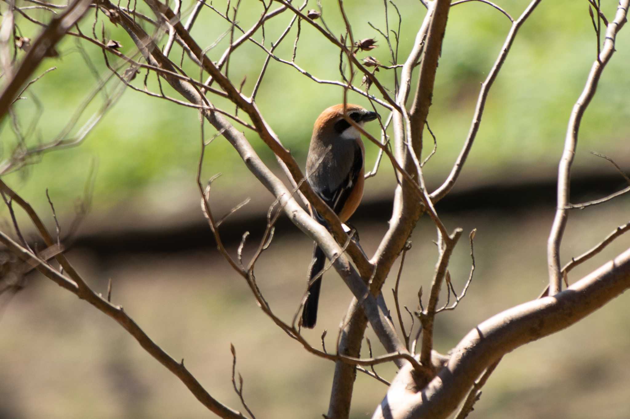 Bull-headed Shrike