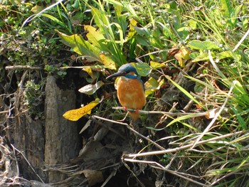 2021年3月16日(火) 上尾丸山公園の野鳥観察記録