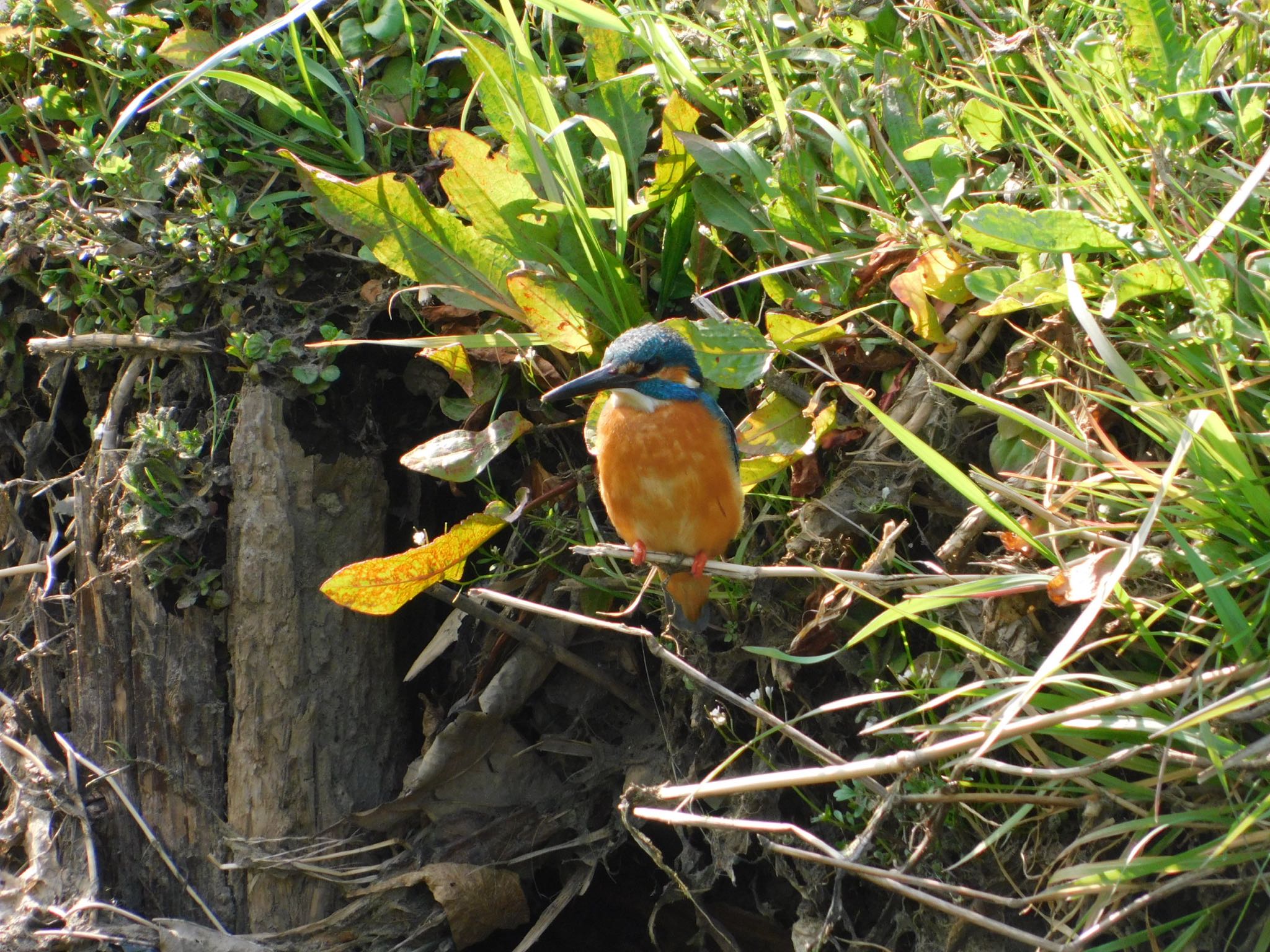 Common Kingfisher