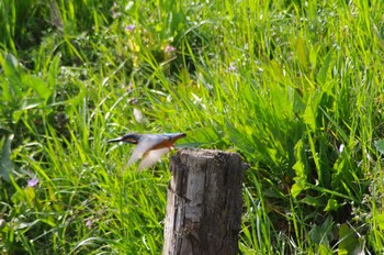 カワセミ 上尾丸山公園 2021年3月16日(火)