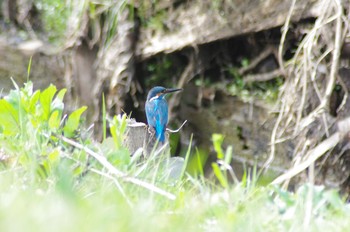 カワセミ 上尾丸山公園 2021年3月16日(火)