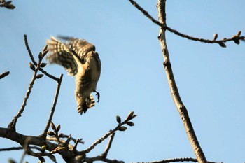 コゲラ 行徳野鳥保護区 2021年3月17日(水)