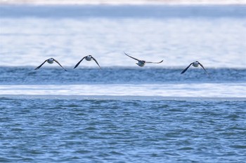 2016年2月3日(水) 諏訪湖の野鳥観察記録