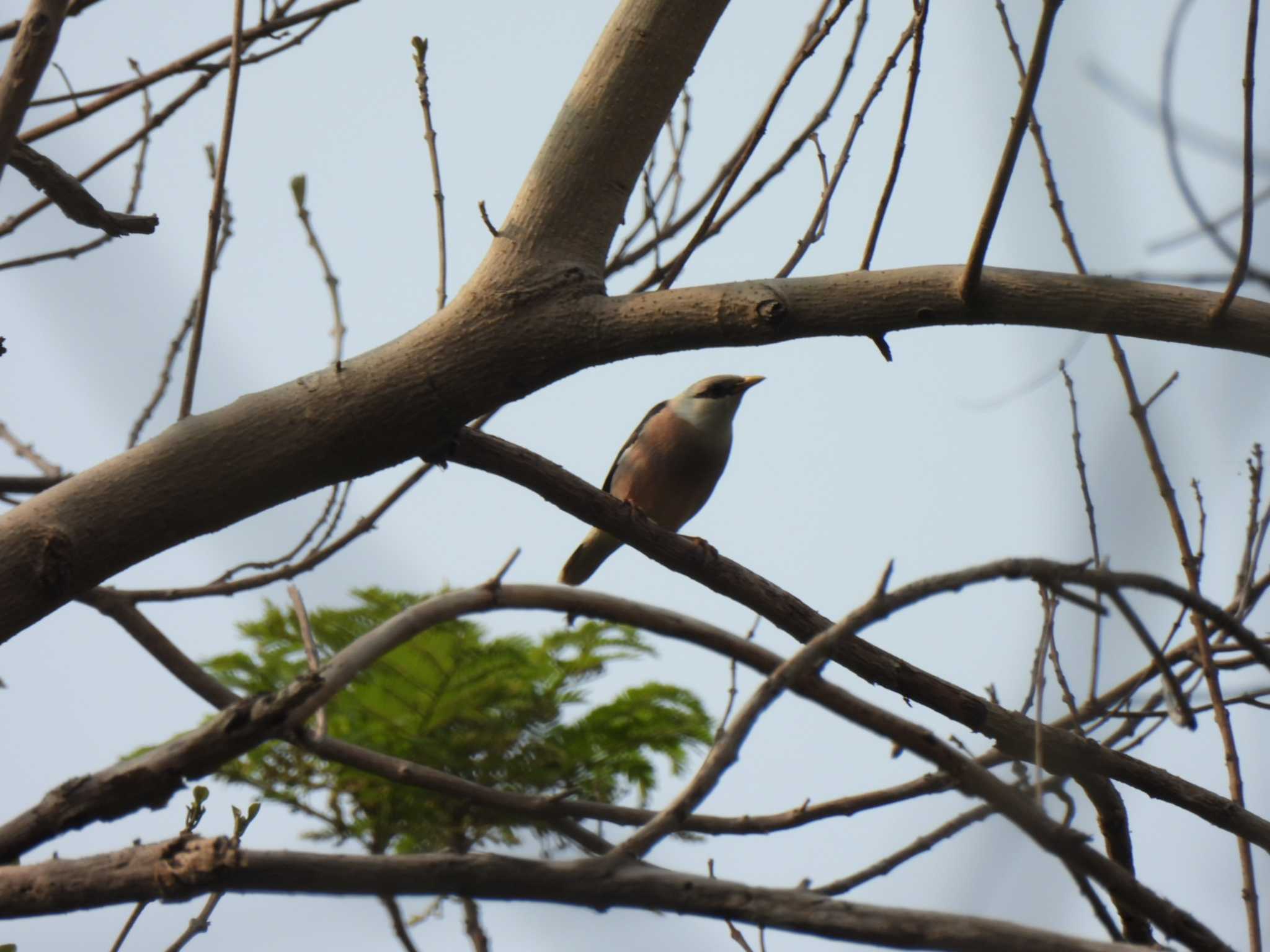 Khao Mai Keao Reservation Park シロガシラムクドリの写真 by span265