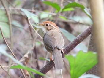 Puff-throated Babbler Khao Mai Keao Reservation Park Wed, 3/17/2021