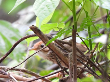 Puff-throated Babbler Khao Mai Keao Reservation Park Wed, 3/17/2021