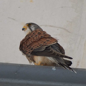 Common Kestrel 東京都 Fri, 3/22/2019