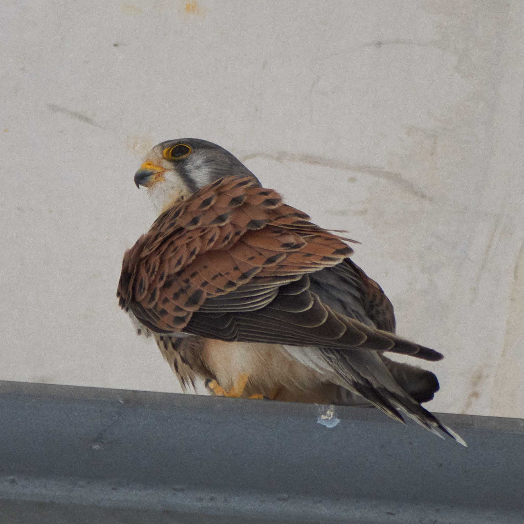 Photo of Common Kestrel at 東京都 by Shinichi.JPN