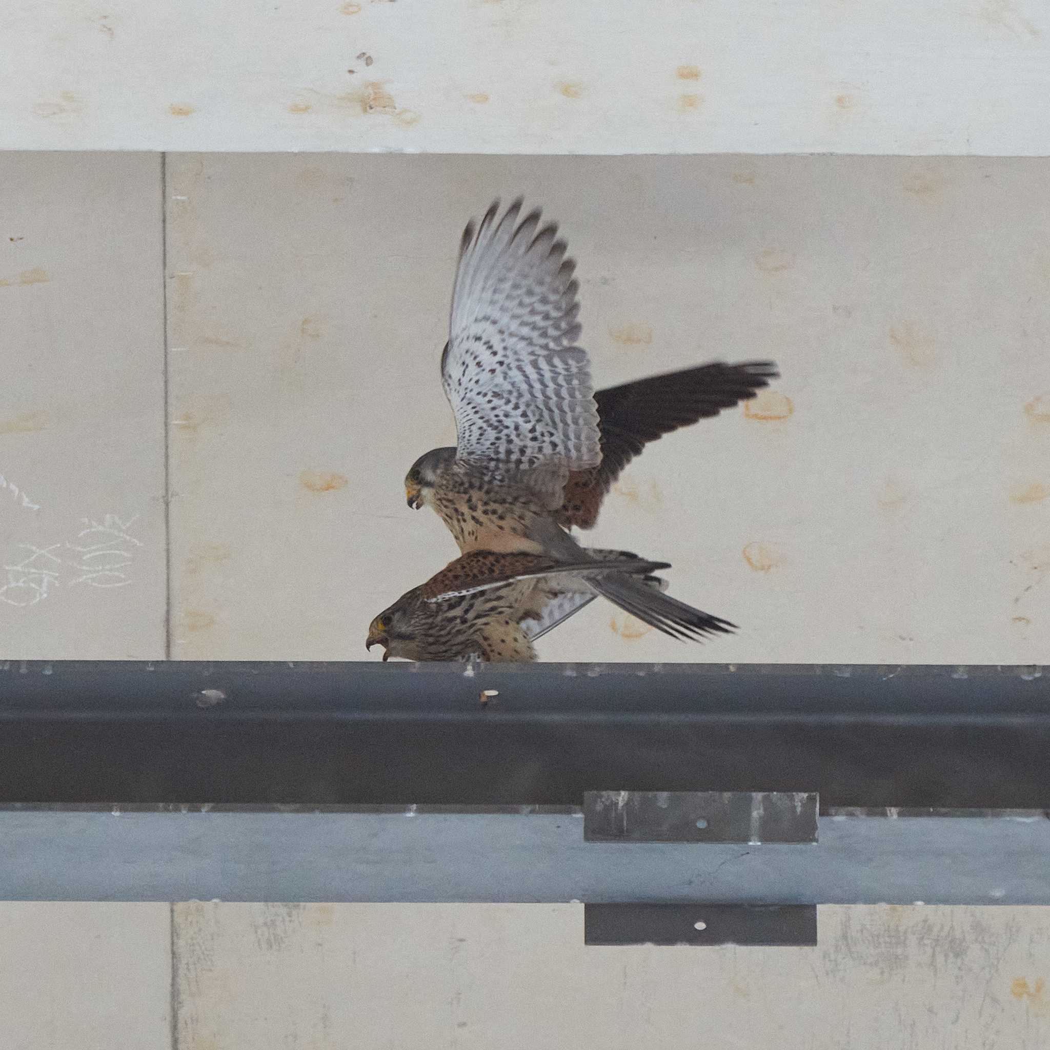 東京都 チョウゲンボウの写真 by Shinichi.JPN