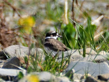 Wed, 3/17/2021 Birding report at 浅川