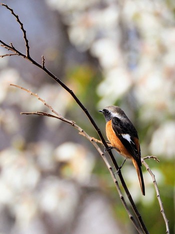 2021年3月17日(水) 東京都世田谷区の野鳥観察記録