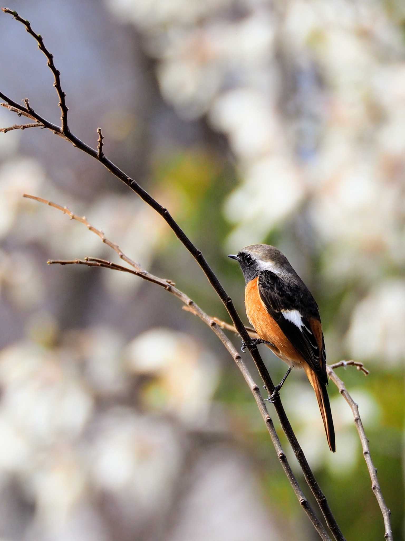 Daurian Redstart