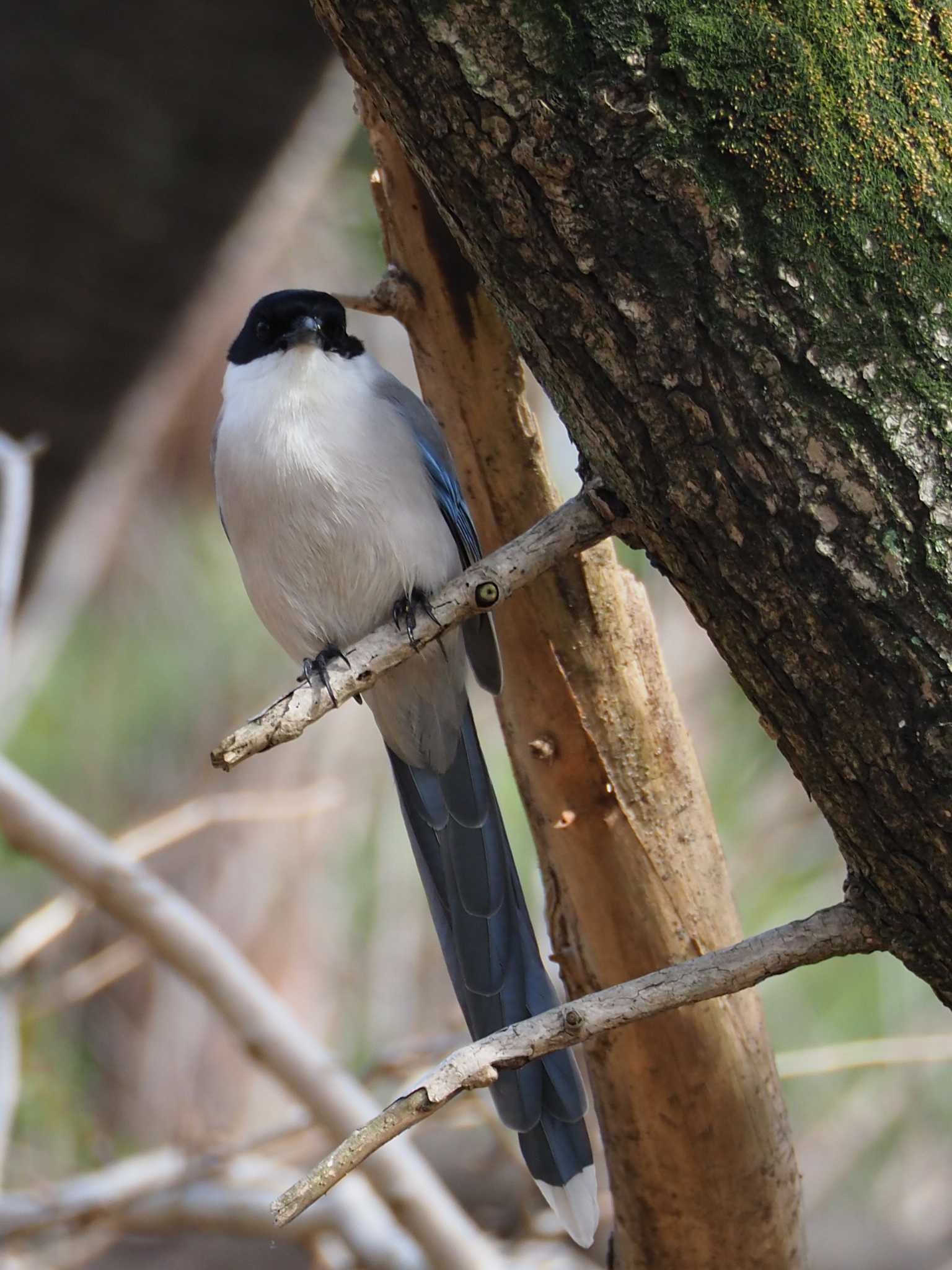 Azure-winged Magpie