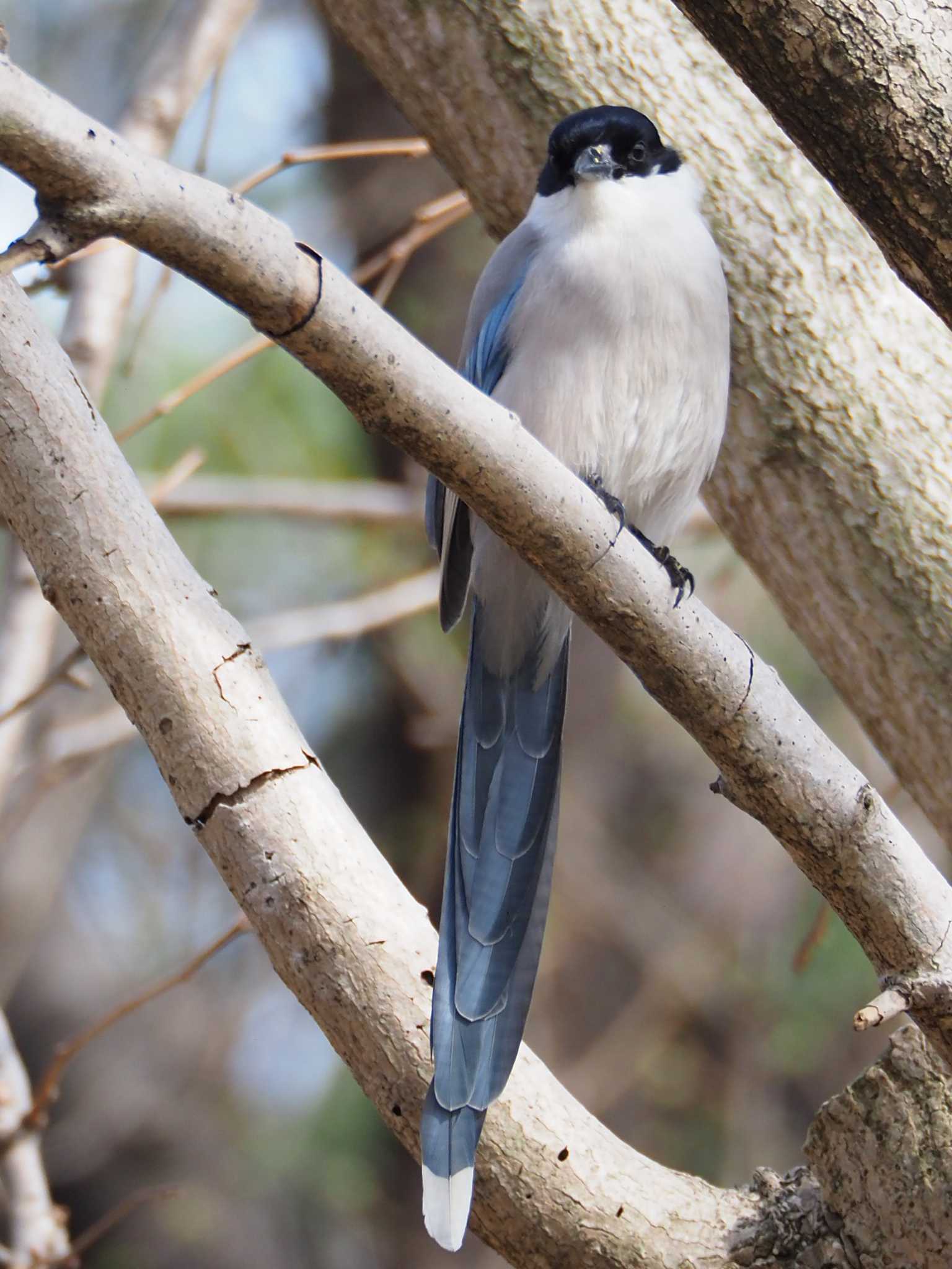 Azure-winged Magpie