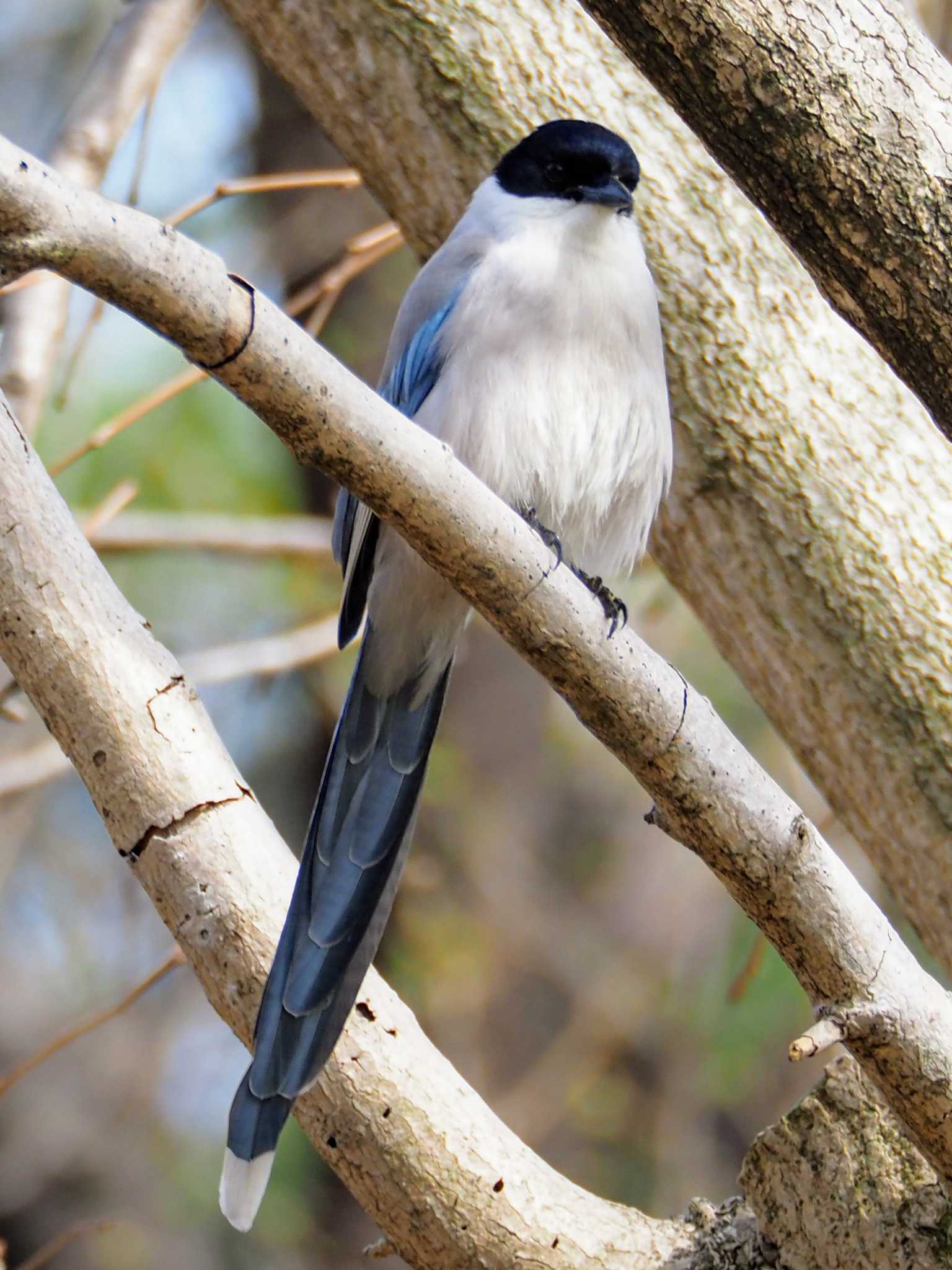 Azure-winged Magpie