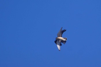 チョウゲンボウ 神奈川県 2021年3月3日(水)