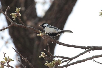 2021年3月17日(水) 秋ヶ瀬公園の野鳥観察記録