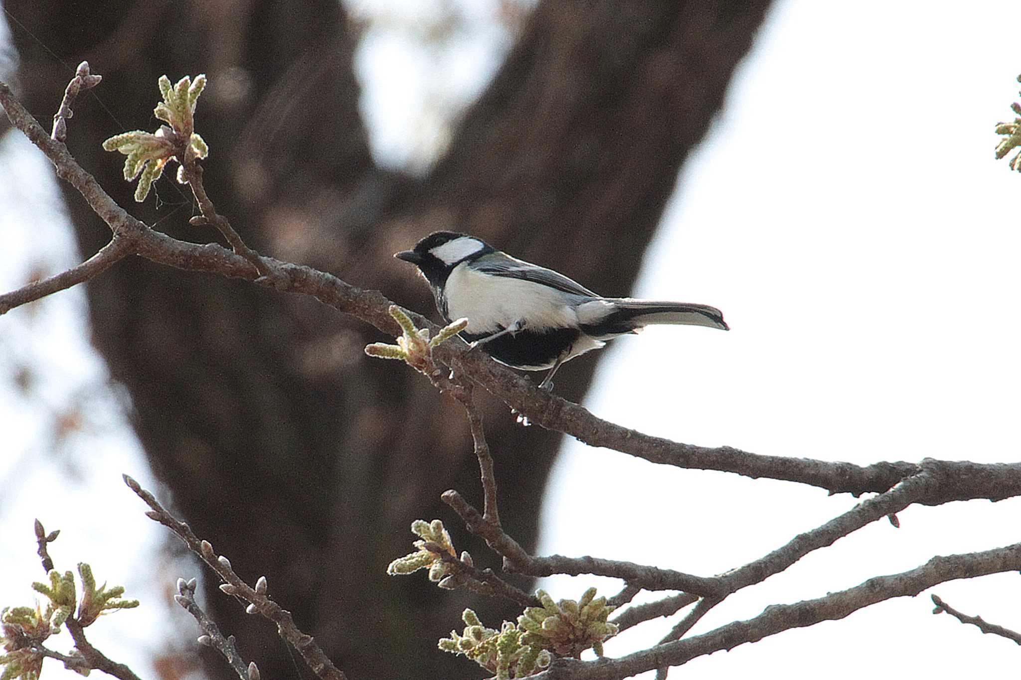 シジュウカラ