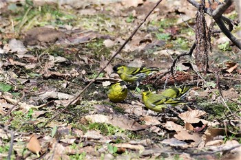 マヒワ 若山ダム(石川県珠洲市) 2021年3月17日(水)