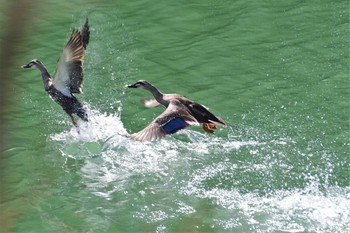 カルガモ 若山ダム(石川県珠洲市) 2021年3月17日(水)