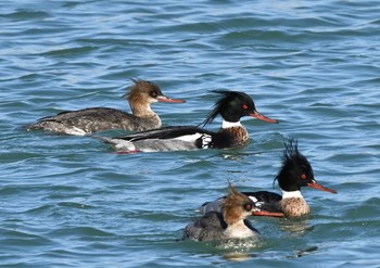 Red-breasted Merganser 北海道　茂辺地漁港 Sun, 3/15/2020