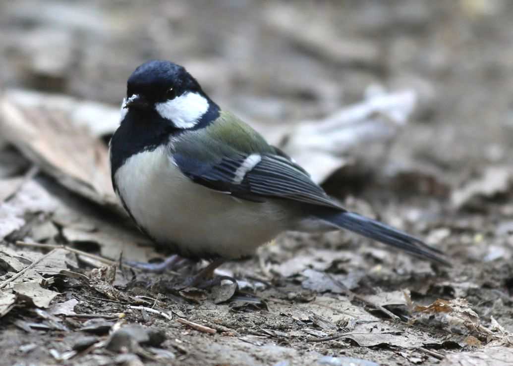 Photo of Japanese Tit at  by My