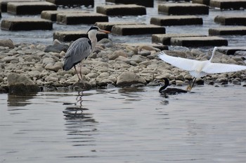 2021年3月5日(金) 多摩川二ヶ領上河原堰の野鳥観察記録