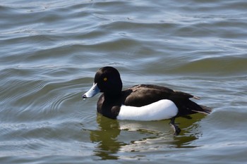 2021年3月10日(水) 多摩川二ヶ領上河原堰の野鳥観察記録