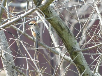 Bull-headed Shrike 上尾丸山公園 Tue, 3/16/2021