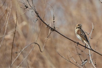 Tue, 3/9/2021 Birding report at 大栗川(多摩川合流地点)