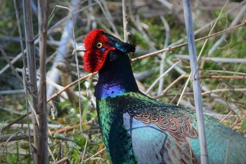 2021年3月15日(月) 大栗川(多摩川合流地点)の野鳥観察記録