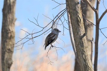 シメ 大栗川(多摩川合流地点) 2021年3月15日(月)