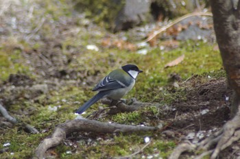 シジュウカラ 小根山森林公園 2021年3月12日(金)