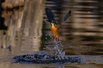 カワセミ 場所が不明 2016年2月3日(水)