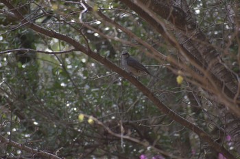 2021年3月17日(水) 甲山森林公園の野鳥観察記録