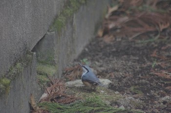 ゴジュウカラ 小根山森林公園 2021年3月12日(金)