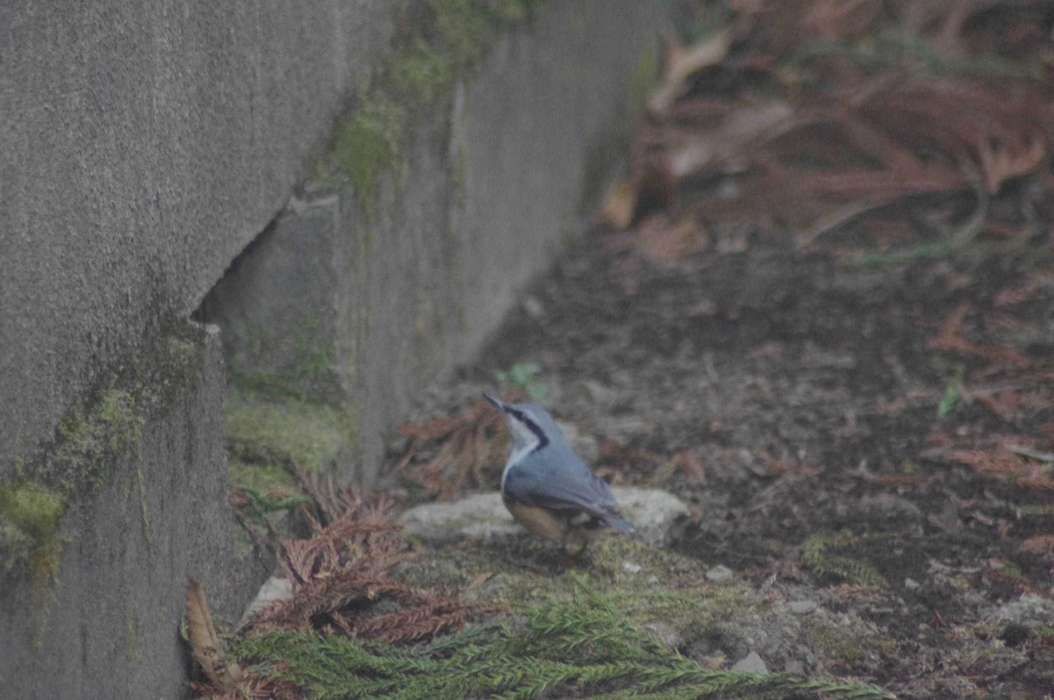 小根山森林公園 ゴジュウカラの写真 by アカウント6802