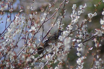 ヒヨドリ 北本自然観察公園 2021年3月10日(水)