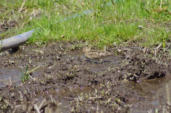 2021年3月10日(水) 北本自然観察公園の野鳥観察記録