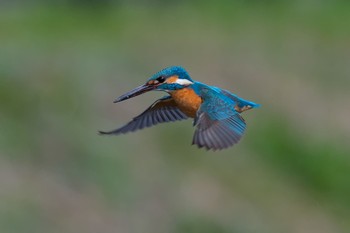 カワセミ 神奈川 2021年3月16日(火)