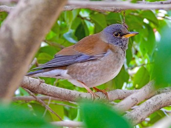 Pale Thrush 恩田川 Fri, 2/26/2021