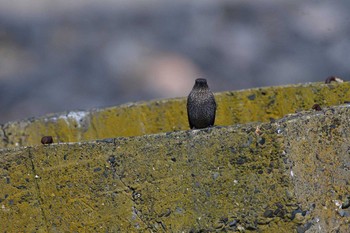 Blue Rock Thrush 会瀬漁港 Fri, 3/15/2019