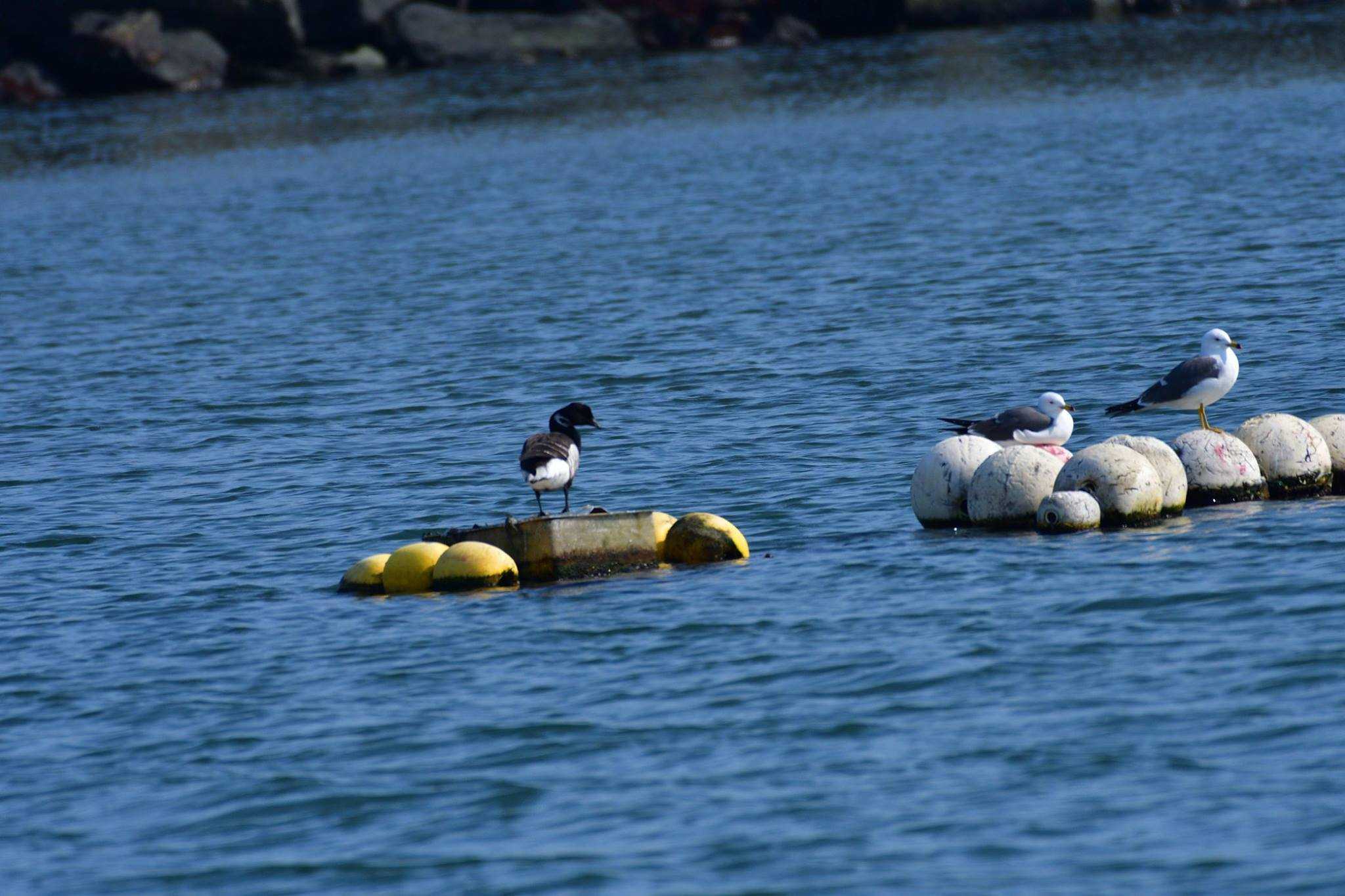 Photo of Brant Goose at 会瀬漁港 by やなさん