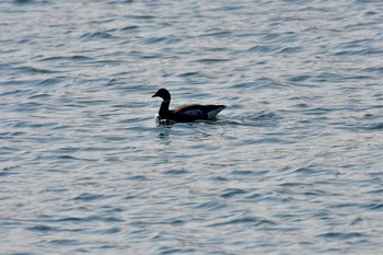 Brant Goose 会瀬漁港 Fri, 3/15/2019