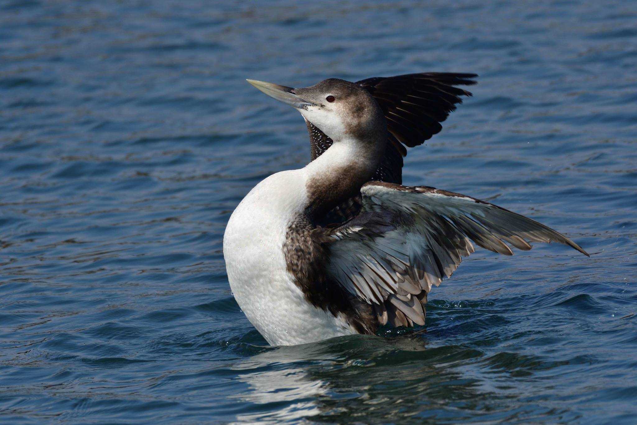 Photo of Yellow-billed Loon at 会瀬漁港 by やなさん