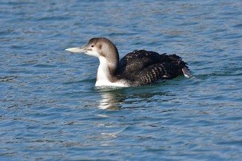 Yellow-billed Loon 会瀬漁港 Fri, 3/15/2019