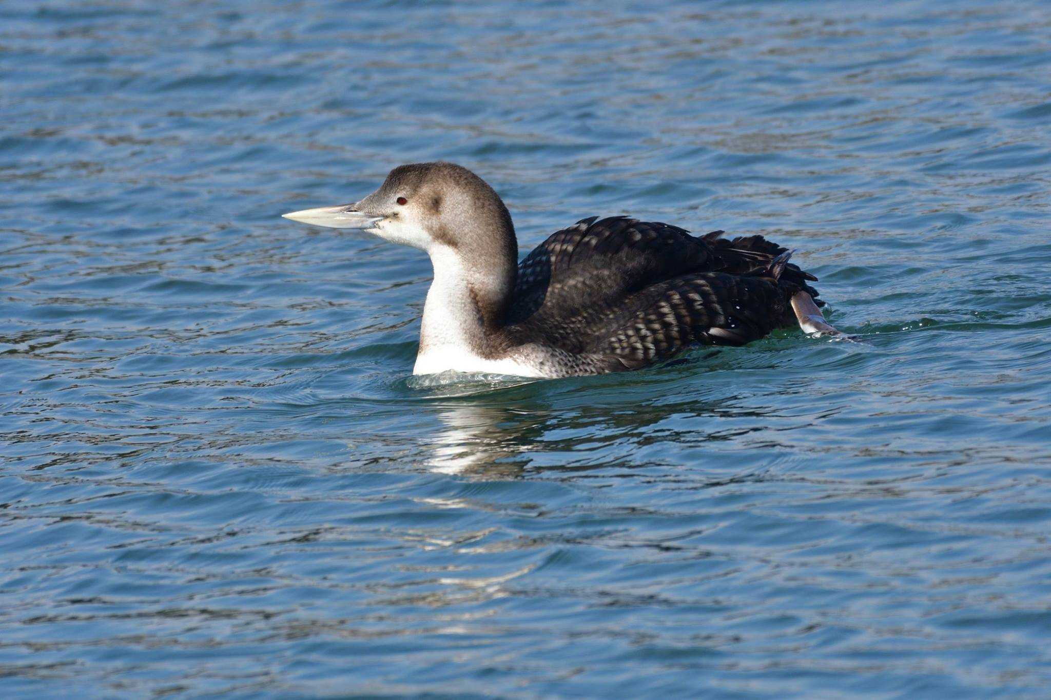 Photo of Yellow-billed Loon at 会瀬漁港 by やなさん