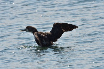 Yellow-billed Loon 会瀬漁港 Fri, 3/15/2019