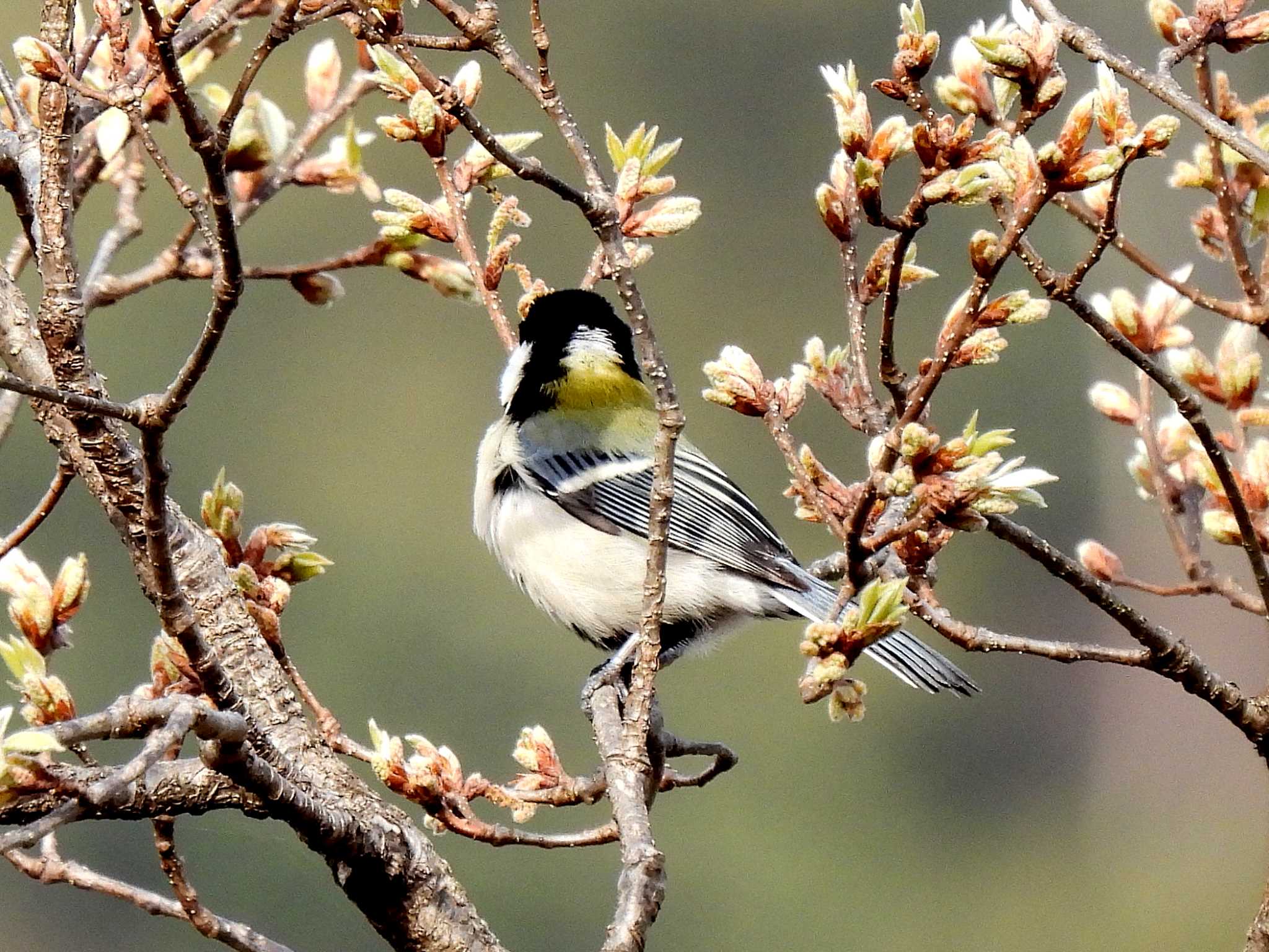 シジュウカラ