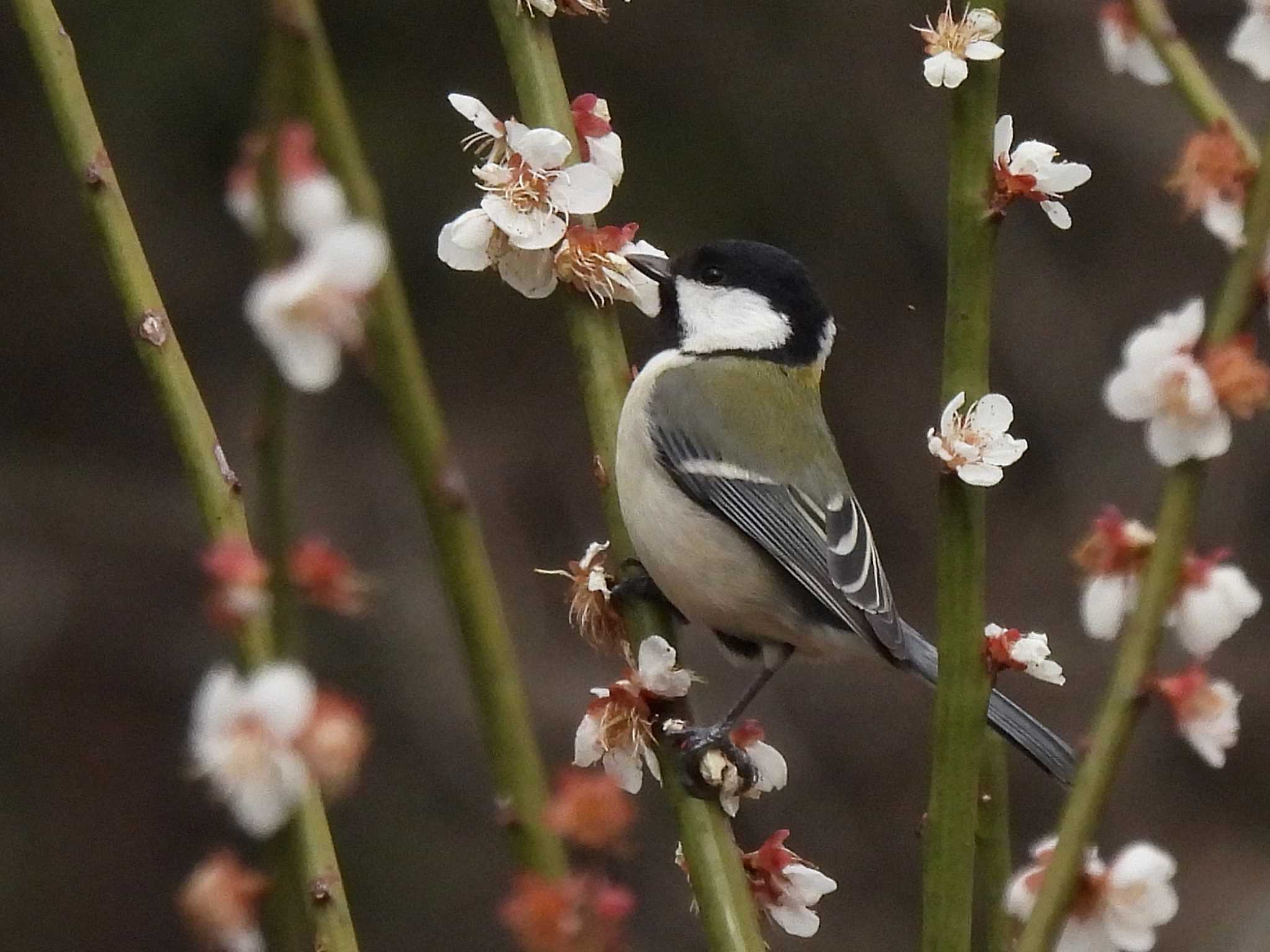 シジュウカラ